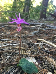 Calypso bulbosa occidentalis