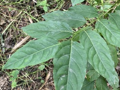 Casearia membranacea