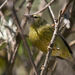 Channel Islands Orange-crowned Warbler - Photo (c) Grigory Heaton, some rights reserved (CC BY-NC), uploaded by Grigory Heaton