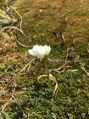 Gentianella bellidifolia