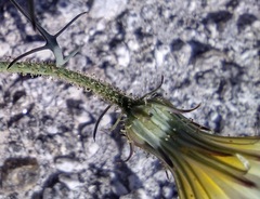 Calycoseris wrightii