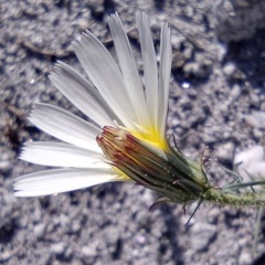 Calycoseris wrightii