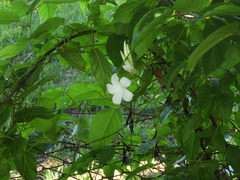 Mandevilla laxa