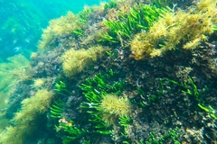 Caulerpa brownii