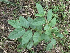 Casearia membranacea