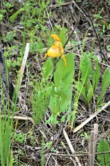 Cypripedium parviflorum pubescens