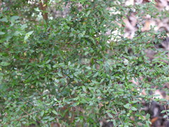 Coprosma quadrifida