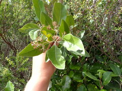 Olearia avicenniifolia
