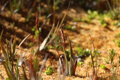Tetroncium magellanicum