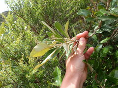 Olearia avicenniifolia