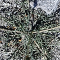 Calycoseris wrightii