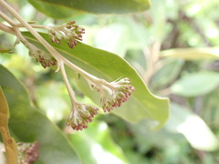 Olearia avicenniifolia