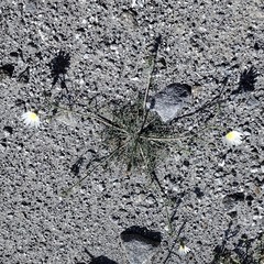 Calycoseris wrightii