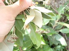 Olearia avicenniifolia