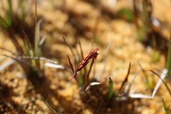 Tetroncium magellanicum