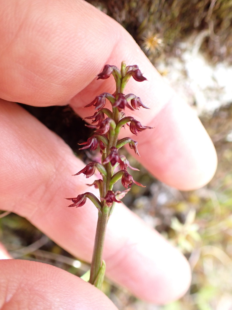 Genoplesium nudum