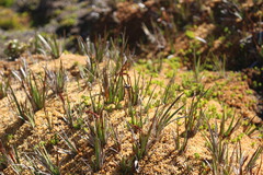 Tetroncium magellanicum