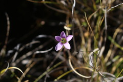 Gentianella magellanica