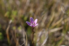 Gentianella magellanica