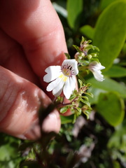 Euphrasia cuneata