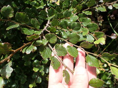 Nothofagus fusca
