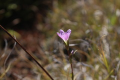 Gentianella magellanica