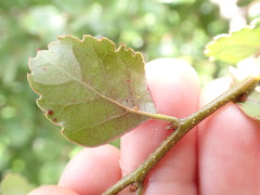 Nothofagus fusca