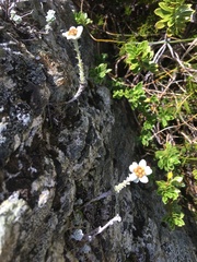 Leucogenes grandiceps