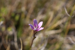 Gentianella magellanica