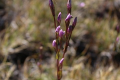 Gentianella magellanica