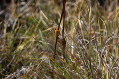 Gentianella magellanica