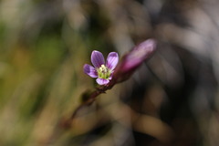 Gentianella magellanica