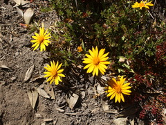 Chaetanthera elegans