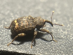 Conotrachelus