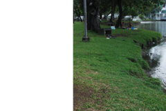 Corvus macrorhynchos levaillantii