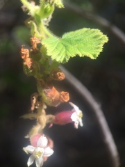 Ribes indecorum