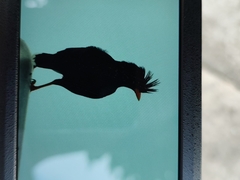 Acridotheres grandis