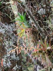 Tillandsia leiboldiana