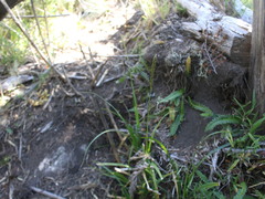Carex delacosta