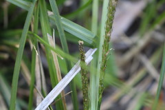 Carex delacosta