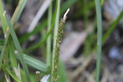 Carex delacosta