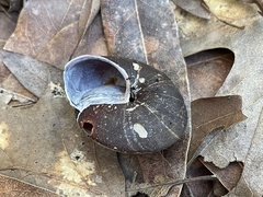 Monadenia infumata