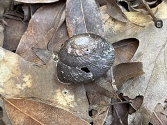 Monadenia infumata