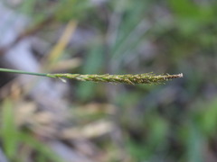 Carex delacosta