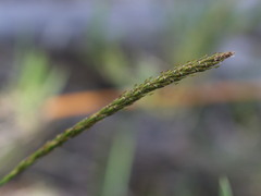 Carex delacosta