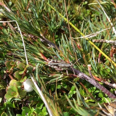 Sigaus australis