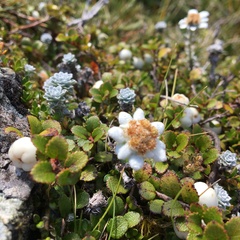 Leucogenes grandiceps