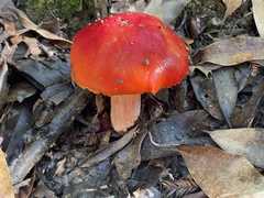 Hygrocybe laetissima