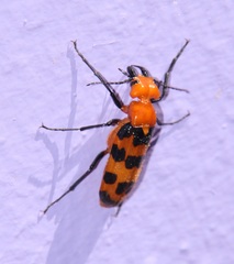 Cissites auriculata