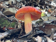 Hygrocybe laetissima